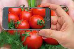 成分烹饪西红柿智能手机屏幕