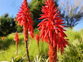 kniphofia被称为tritoma红色的热<strong>扑克</strong>火炬莉莉旋钮<strong>扑克</strong>植物