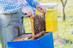 养蜂养蜂人检查蜂巢