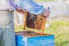 养蜂养蜂人检查蜂巢