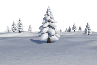 白色雪景观冷杉树