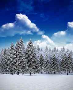 冷杉树森林雪景观