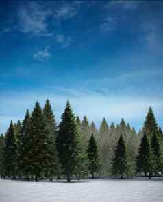 冷杉树森林雪景观
