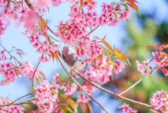 粉红色的樱桃布洛瑟姆受宠的球茎鸟