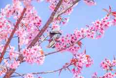 粉红色的樱桃布洛瑟姆受宠的球茎鸟
