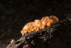 橙色蘑菇香槟蘑菇雨森林
