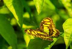 孔雀石蝴蝶开放翅膀宏特写镜头色彩斑斓的热带昆虫specie美国
