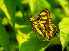 一边视图孔雀石蝴蝶色彩斑斓的热带昆虫specie美国