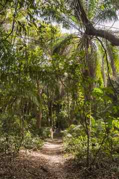 密集的热带雨林小路径
