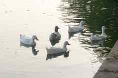 群鸭子鸟水海鸟鹅天鹅鸭科集体被称为水禽涉水水鸟家庭游泳浮动湿地反射湖水表面动物野生背景