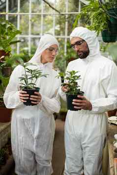 科学家们检查盆栽植物