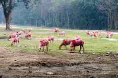 硬国内牛羊放牧草农场草地羊农业动物畜牧业背景农村农村秋天景观