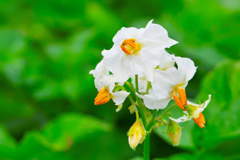 白色花土豆植物