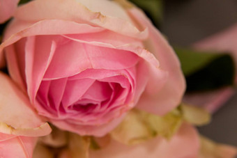 特写镜头粉红色的玫瑰