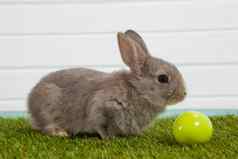 绿色复活节蛋复活节兔子坐着草