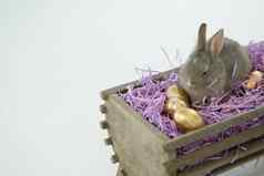 金复活节鸡蛋复活节兔子箱
