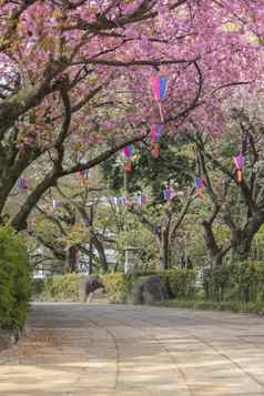 美丽的花见聚会，派对粉红色的樱桃开花asukayama