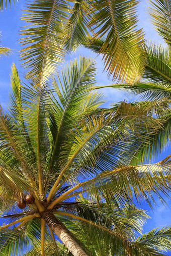 树椰子树底视图