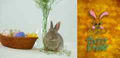 复合图像复活节兔子问候