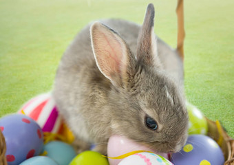 兔子鸡蛋篮子