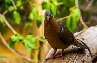 特写镜头肖像前面索科罗在哪里鸽子已经灭绝的野生热带鸟specie住索科罗岛墨西哥