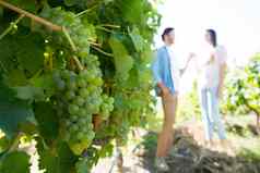 夫妇持有手葡萄日益增长的植物