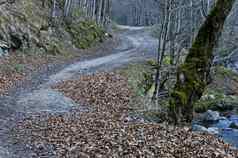 生态路多山的秋天森林小河泰特文小镇巴尔干半岛山