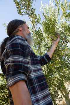 农民检查树橄榄