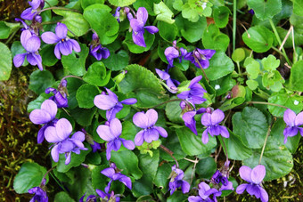 紫罗兰花园