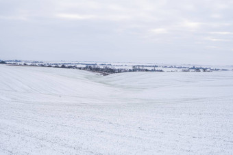 小麦场覆盖雪冬天季节冬天小麦绿色草草坪上雪收获冷日益增长的<strong>粮食</strong>作物面包农业过程作物文化