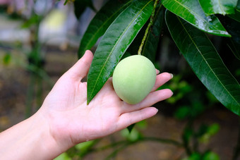 famale手持有小酸<strong>芒果</strong>