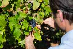 酿造葡萄酒的人检查葡萄葡萄园