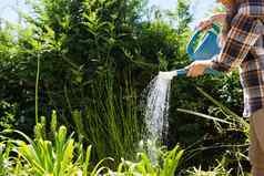 女人浇水植物浇水花园