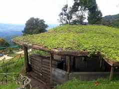 绿色屋顶环境友好的建设生活屋顶