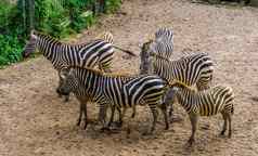 大集团格兰特的斑马热带马specie非洲