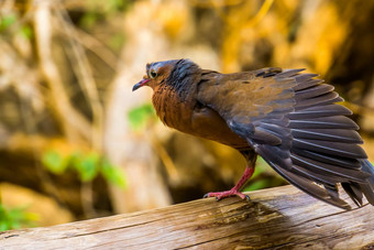 索科罗在哪里传播翅膀鸽子已经灭绝的野生热带鸟specie住索科罗岛墨西哥