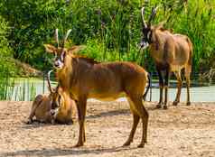 特写镜头红棕色羚羊群热带动物specie稀树大草原非洲