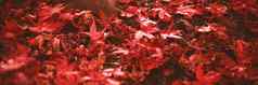 红色的枫木叶子树树干秋天