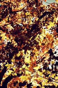 淡黄色的橙色秋天叶子分支树