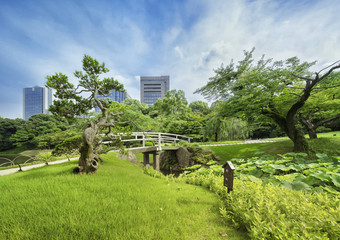 日本桥包围美丽的松树枫树