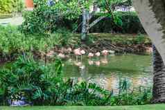 池塘完整的粉红色的火烈鸟栖息池塘