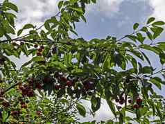 樱桃欧洲酸樱桃树完整的甜蜜的美味可口的红色的水果花园耶列兹尼察vitosha山