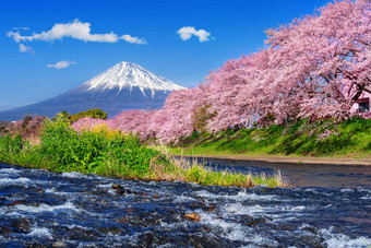 <strong>富士山</strong>樱桃花朵春天日本