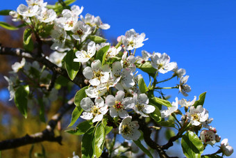花朵梨树