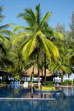 热带度假胜地游泳池棕榈树