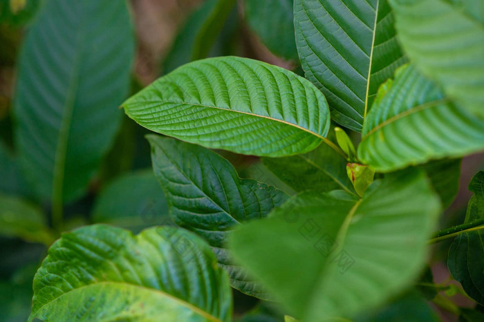 kratom米特拉吉纳桃叶绿色类型药物