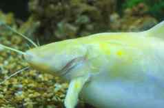 美丽的黄白色鲶鱼提高展示
