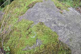 石头绿色莫斯干松树针
