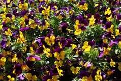 色彩斑斓的三色紫罗兰花园