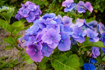 绣球花- - - - - -又名绣球花植物